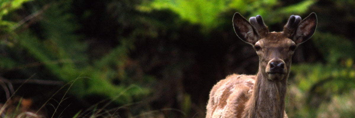 default header banner