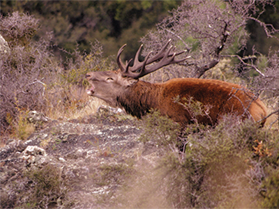 21. Chamois nanny with summer coat Shane Hall