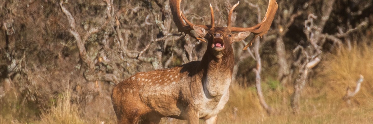 Greg Hill Fallow Buck in full voice Greg Hill